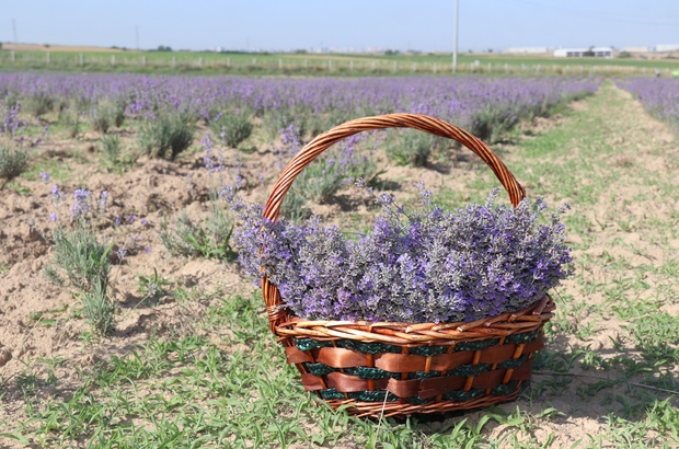 Ergenede Lavanta Hasad Yapld.