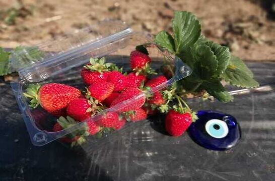 Ergene Belediyesi Kral ilek Tarlas Hizmetinizde..