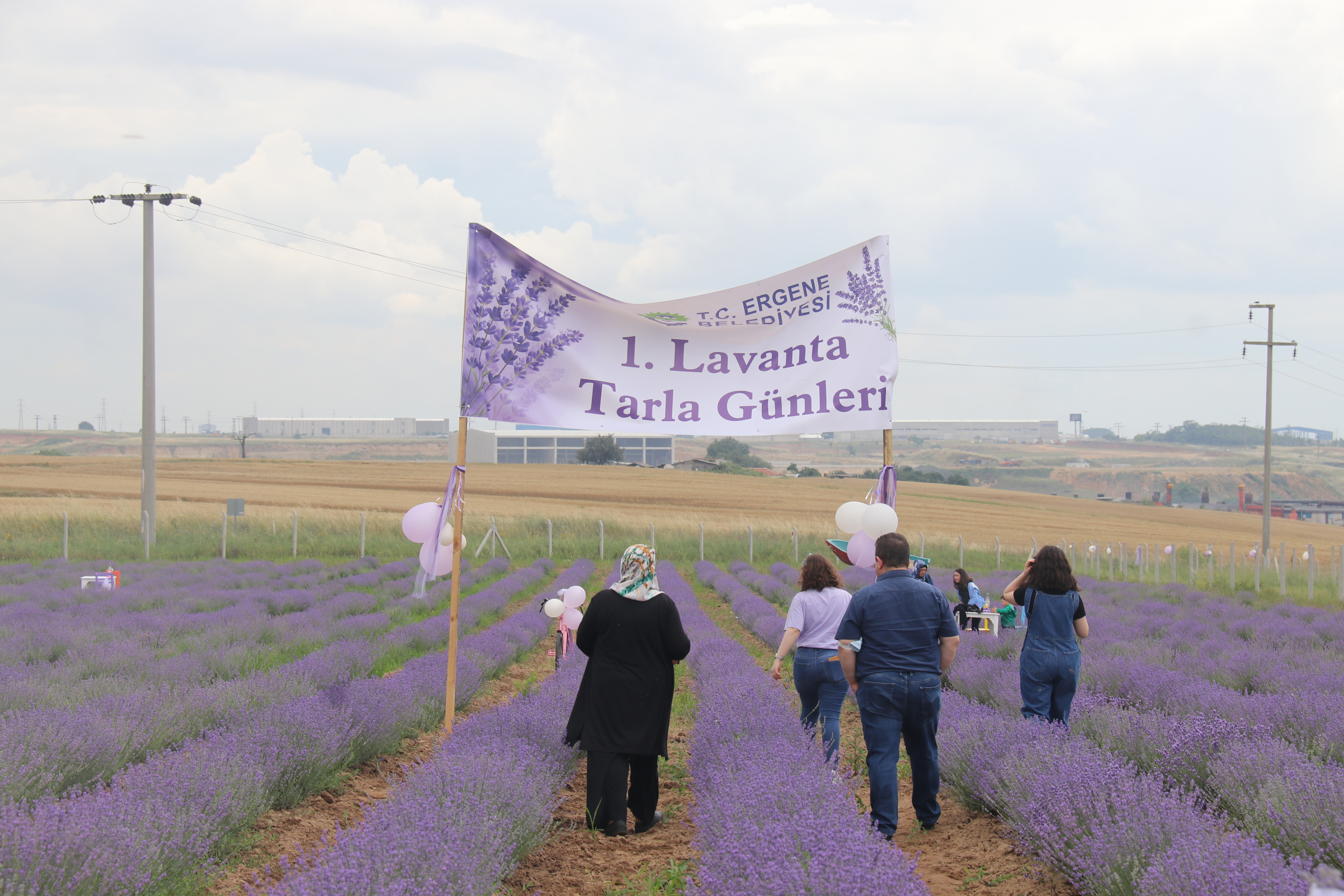 Ergenede Lavanta Hasad Yapld.