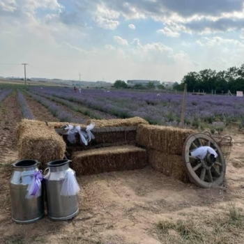 Ergenede Lavanta Hasad Yapld.