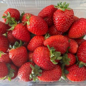 Ergene Belediyesi Kral ilek Tarlas Hizmetinizde..