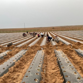 Trakyann En Byk ilek Tarlas ile Halkmza Hizmet Edeceiz.