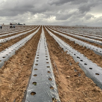 Trakyann En Byk ilek Tarlas ile Halkmza Hizmet Edeceiz.