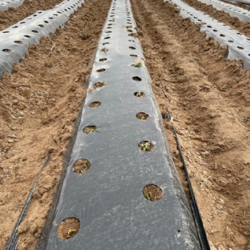 Trakyann En Byk ilek Tarlas ile Halkmza Hizmet Edeceiz.