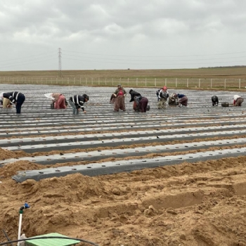 Trakyann En Byk ilek Tarlas ile Halkmza Hizmet Edeceiz.