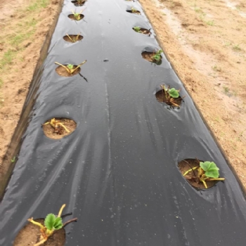 Trakyann En Byk ilek Tarlas ile Halkmza Hizmet Edeceiz.