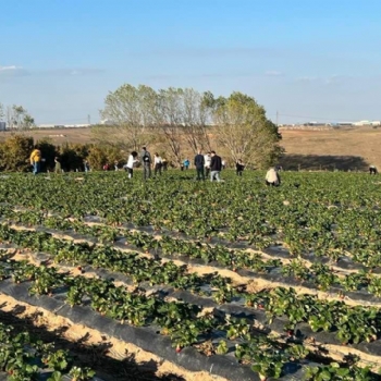 �ilek Tarlam�za Halk�m�zdan B�y�k �lgi..