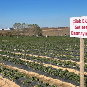 �ilek Tarlam�za Halk�m�zdan B�y�k �lgi..