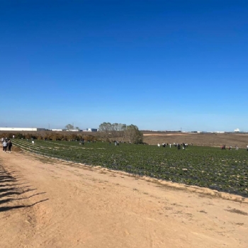 �ilek Tarlam�za Halk�m�zdan B�y�k �lgi..