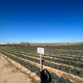 �ilek Tarlam�za Halk�m�zdan B�y�k �lgi..