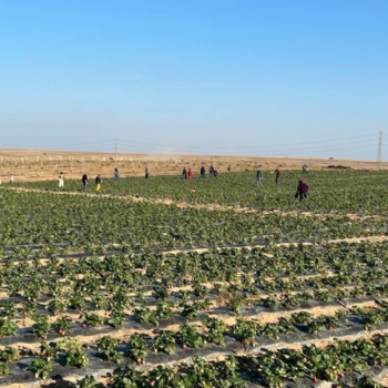 �ilek Tarlam�za Halk�m�zdan B�y�k �lgi..