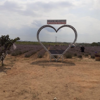 Ergenede Lavanta Hasad Yapld.