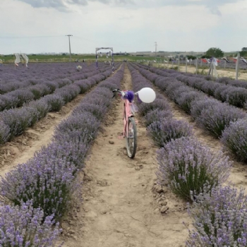 Ergenede Lavanta Hasad Yapld.