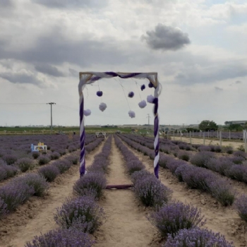 Ergenede Lavanta Hasad Yapld.