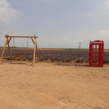 Ergenede Lavanta Hasad Yapld.