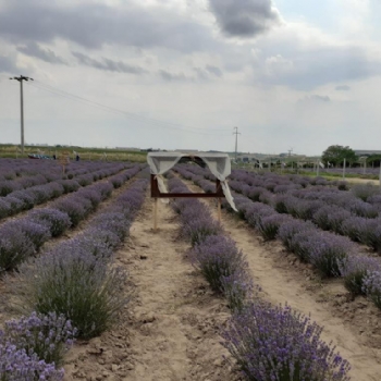 Ergenede Lavanta Hasad Yapld.