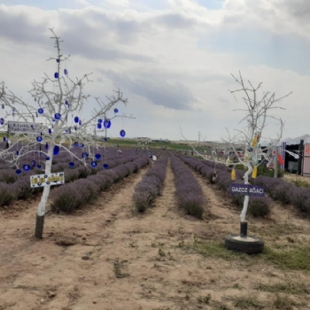 Ergenede Lavanta Hasad Yapld.