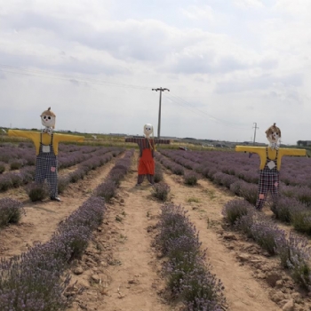 Ergenede Lavanta Hasad Yapld.