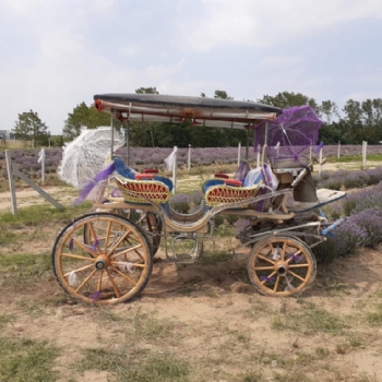 Ergenede Lavanta Hasad Yapld.