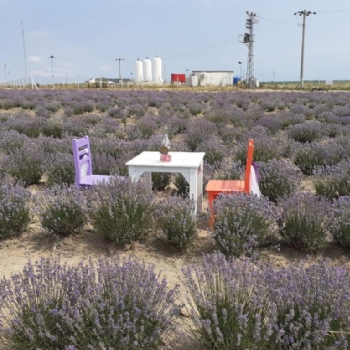 Ergenede Lavanta Hasad Yapld.