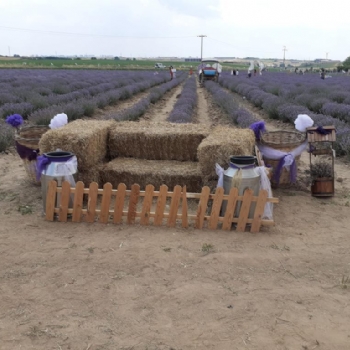 Ergenede Lavanta Hasad Yapld.