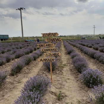 Ergenede Lavanta Hasad Yapld.