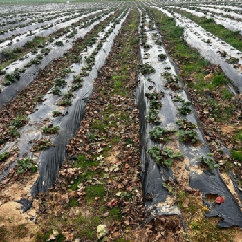 Ergene Belediyesi Kral ilek Tarlas Yeni Sezona Hazrlanyor