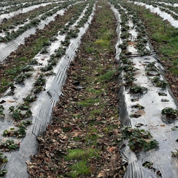 Ergene Belediyesi Kral ilek Tarlas Yeni Sezona Hazrlanyor