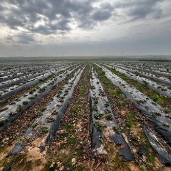Ergene Belediyesi Kral ilek Tarlas Yeni Sezona Hazrlanyor
