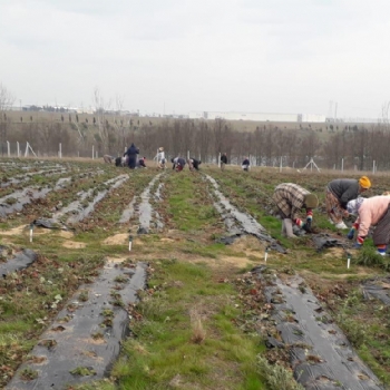 Ergene Belediyesi Kral ilek Tarlas Yeni Sezona Hazrlanyor