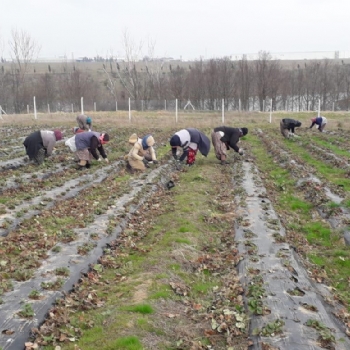 Ergene Belediyesi Kral ilek Tarlas Yeni Sezona Hazrlanyor