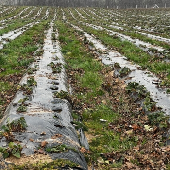Ergene Belediyesi Kral ilek Tarlas Yeni Sezona Hazrlanyor