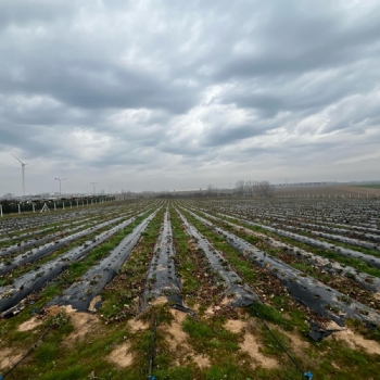 Ergene Belediyesi Kral ilek Tarlas Yeni Sezona Hazrlanyor