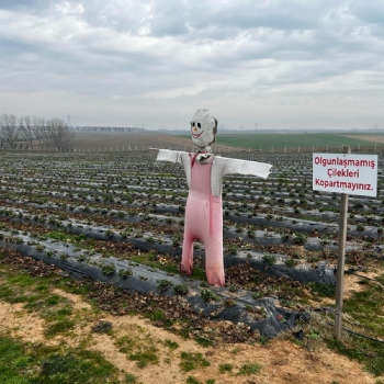 Ergene Belediyesi Kral ilek Tarlas Yeni Sezona Hazrlanyor