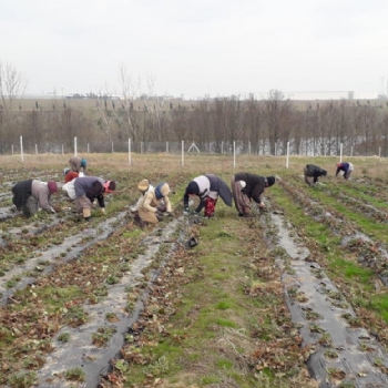 Ergene Belediyesi Kral ilek Tarlas Yeni Sezona Hazrlanyor