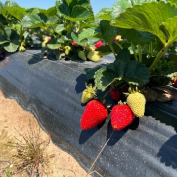 Ergene Belediyesi Kral �ilek Tarlas� Hizmetinizde..