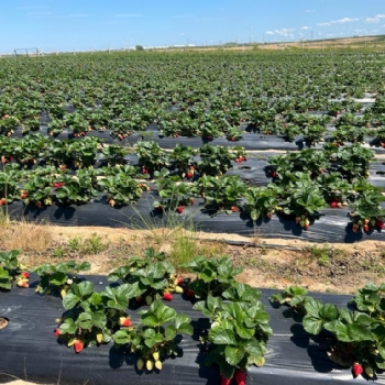 Ergene Belediyesi Kral �ilek Tarlas� Hizmetinizde..