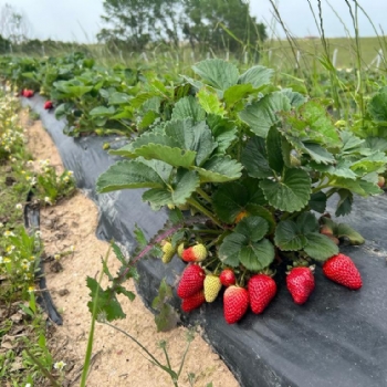 Ergene Belediyesi Kral �ilek Tarlas� Hizmetinizde..