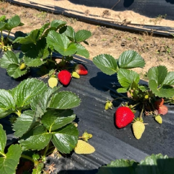 Ergene Belediyesi Kral �ilek Tarlas� Hizmetinizde..