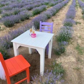 Ergenede Lavanta Hasad Yapld.