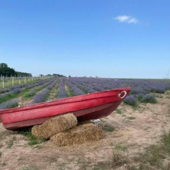 Ergenede Lavanta Hasad Yapld.