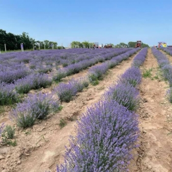 Ergenede Lavanta Hasad Yapld.