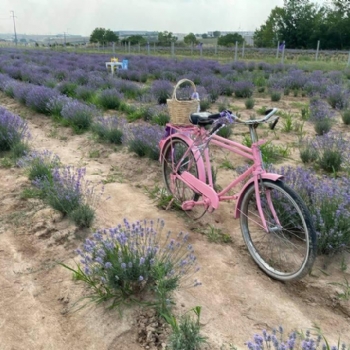 Ergenede Lavanta Hasad Yapld.