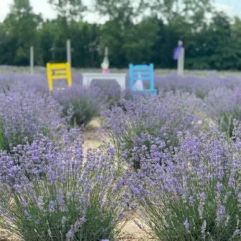 Ergenede Lavanta Hasad Yapld.