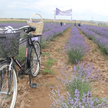 Ergenede Lavanta Hasad Yapld.