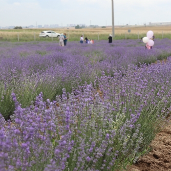 Ergenede Lavanta Hasad Yapld.