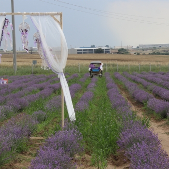 Ergenede Lavanta Hasad Yapld.