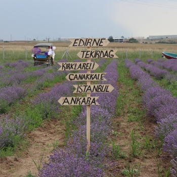 Ergenede Lavanta Hasad Yapld.