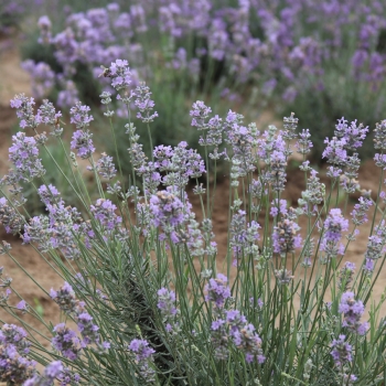 Ergenede Lavanta Hasad Yapld.