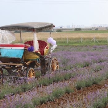 Ergenede Lavanta Hasad Yapld.